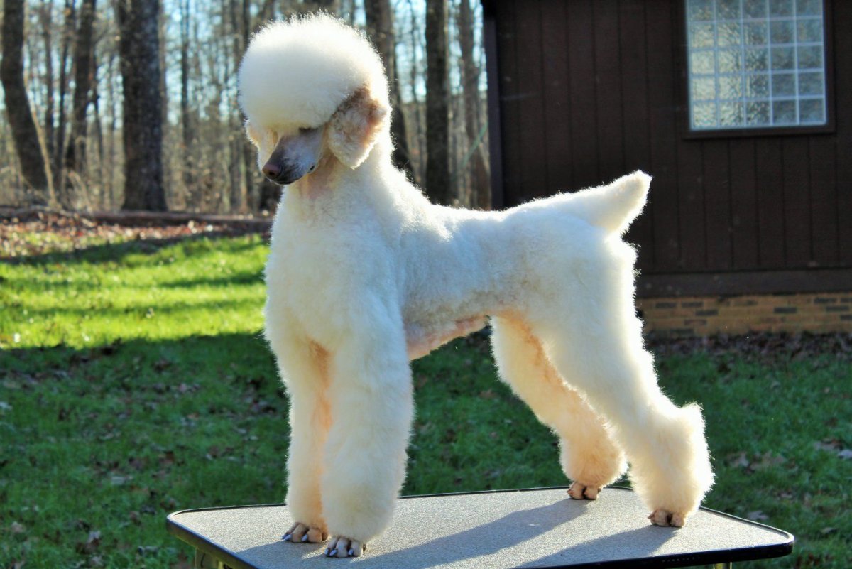 Китайский Королевский пудель