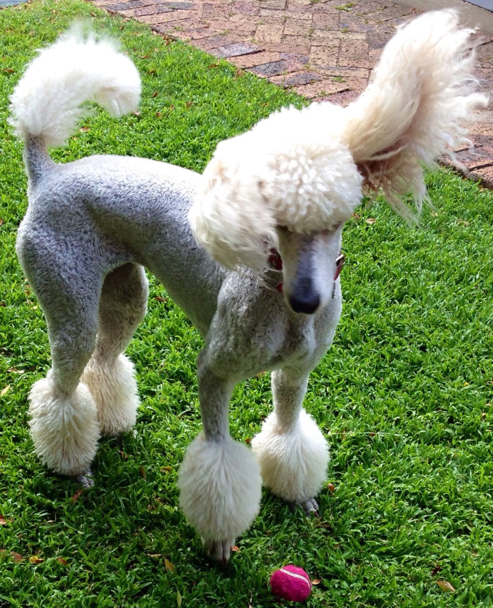 Стрижка пуделя Кеннель