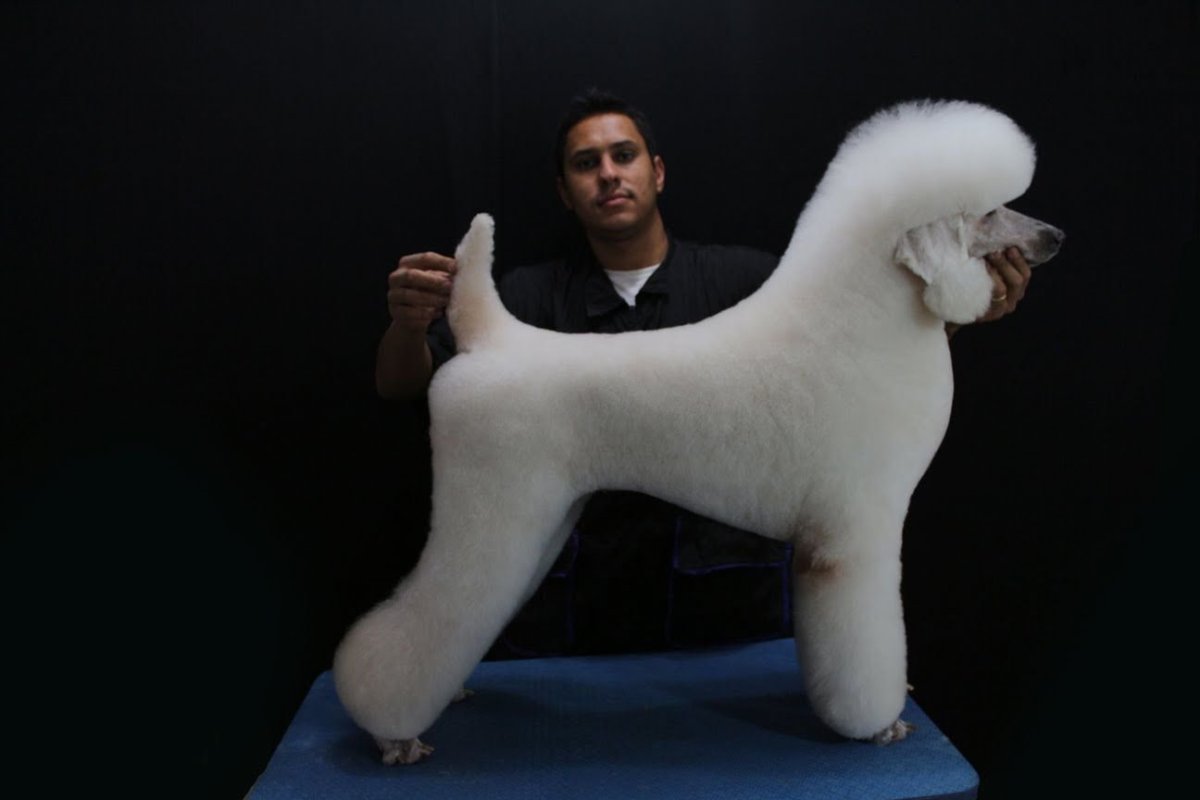 Королевский пудель стрижка Паппи