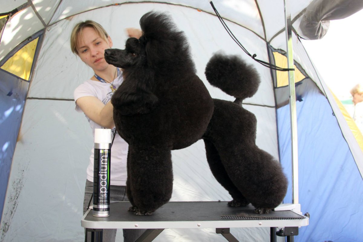 Анна Бардышева грумер