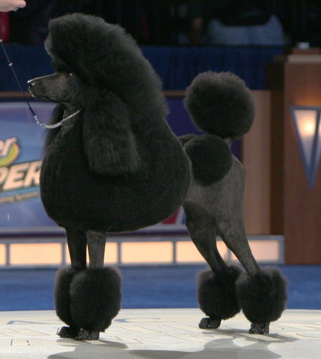 Королевский пудель Континенталь