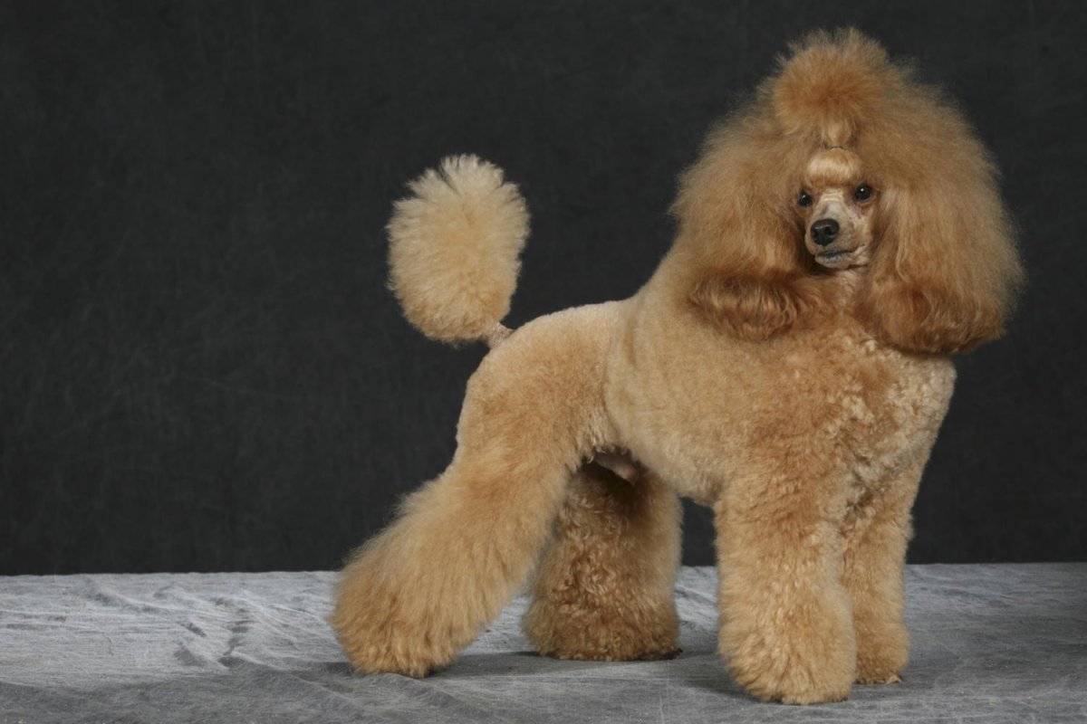 Карликовый пудель