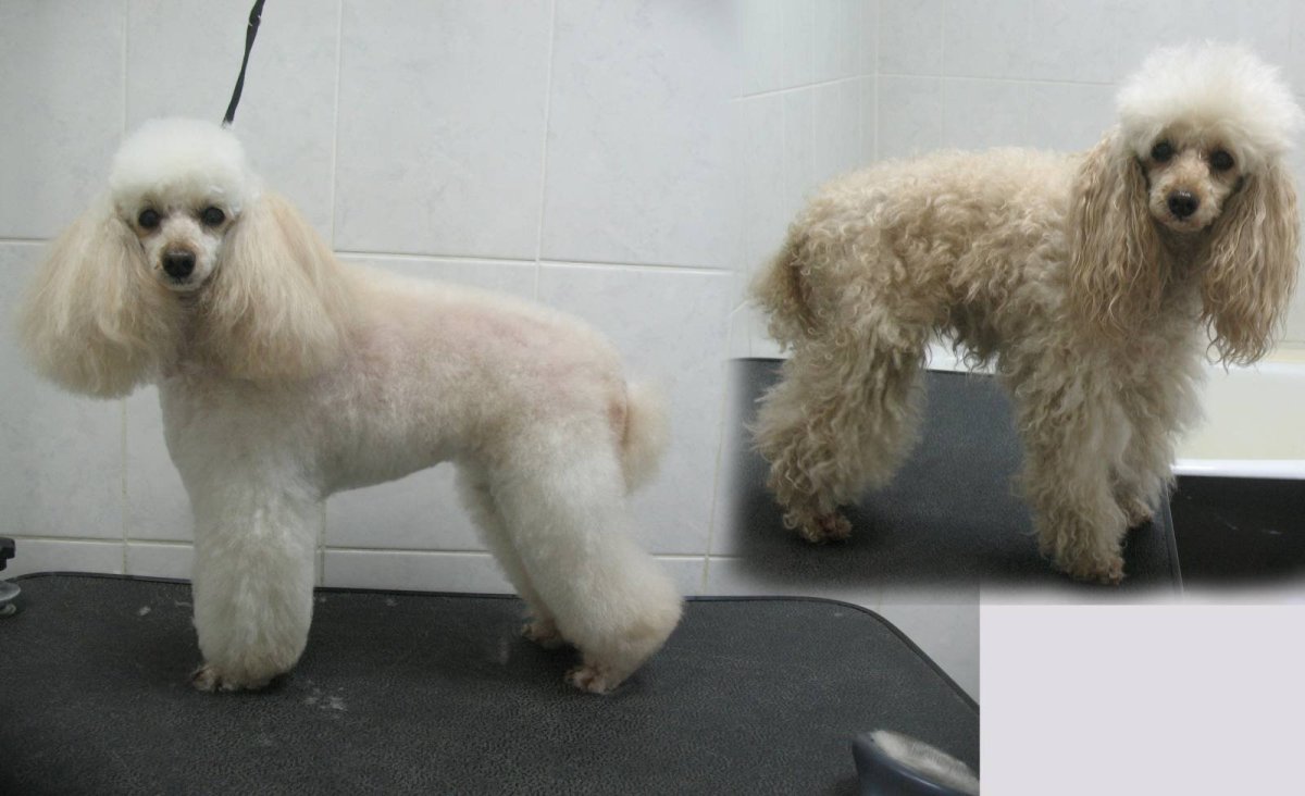 Карликовый пудель груминг