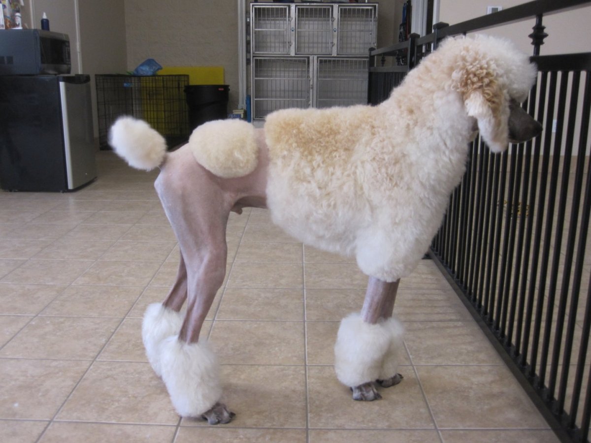 Пудель Лев Континенталь