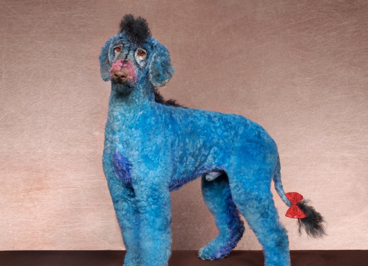 Необычные стрижки пуделя