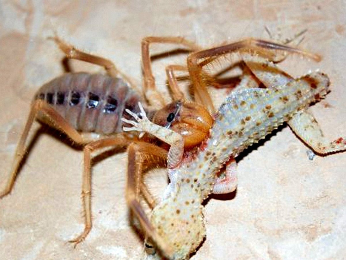 Сольпуга фаланга