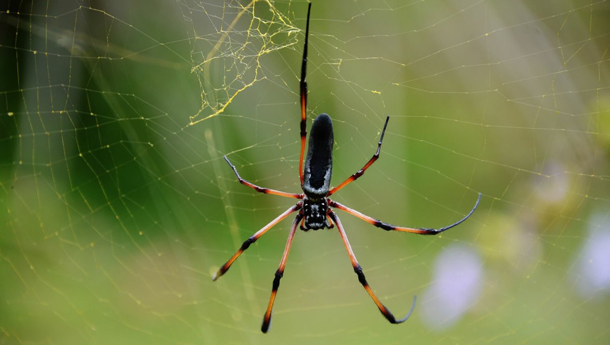 Полевой паук