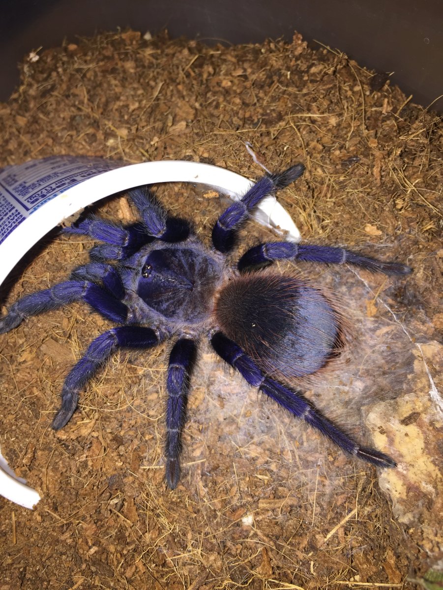 Птицеед Голиаф