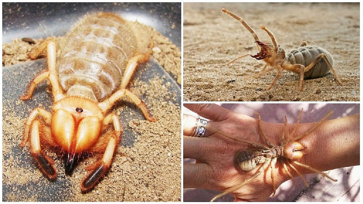 Паук фаланг и Скорпион