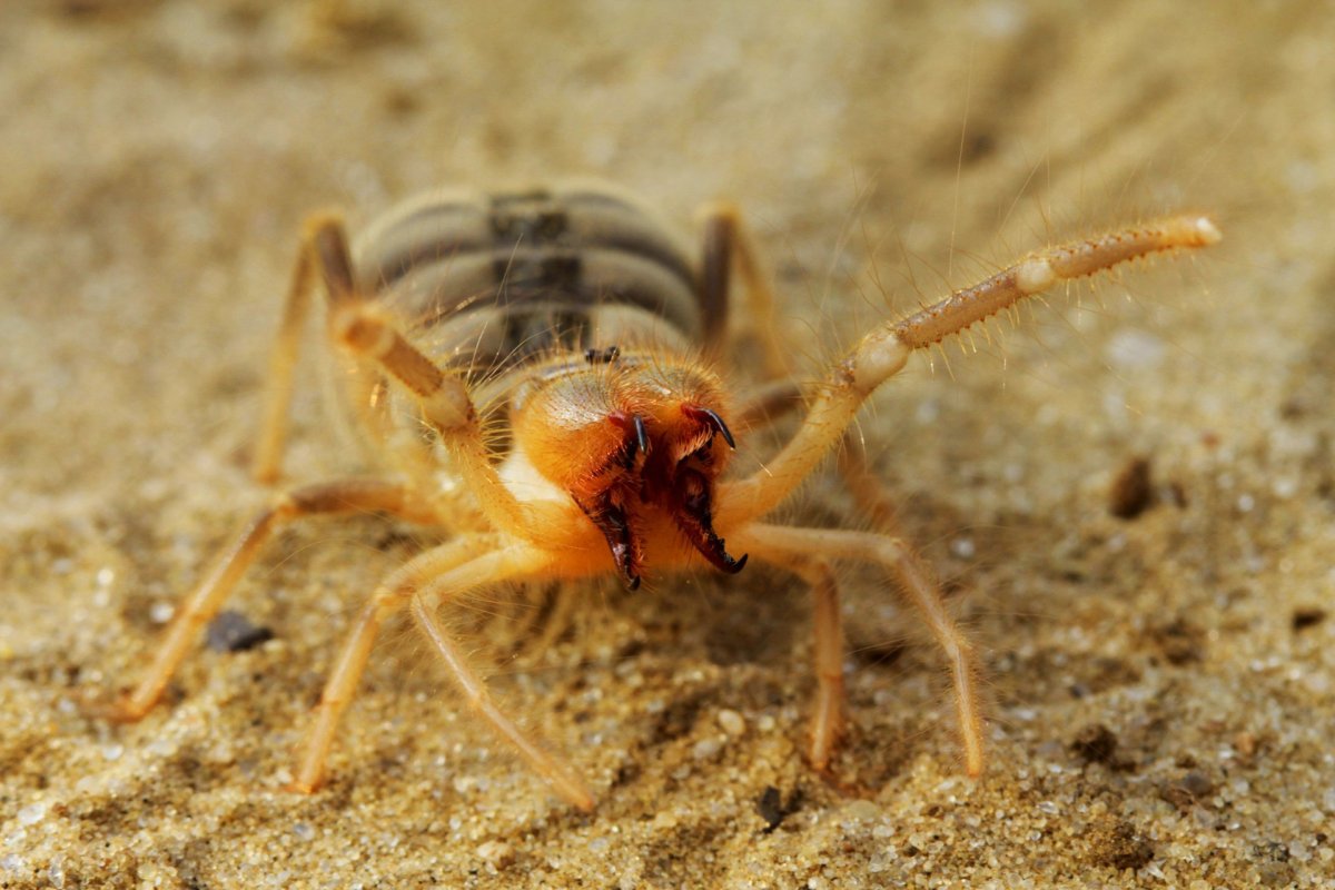 Сольпуга фаланга паук