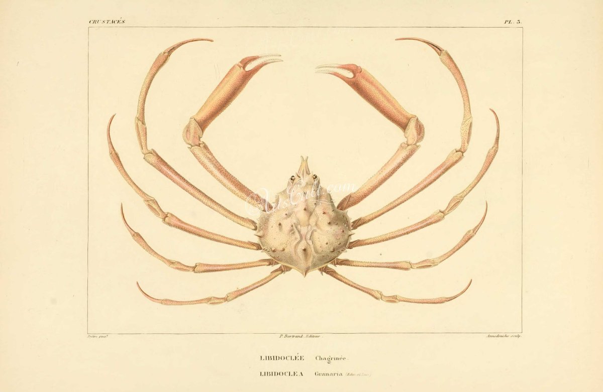 Паук ботаника