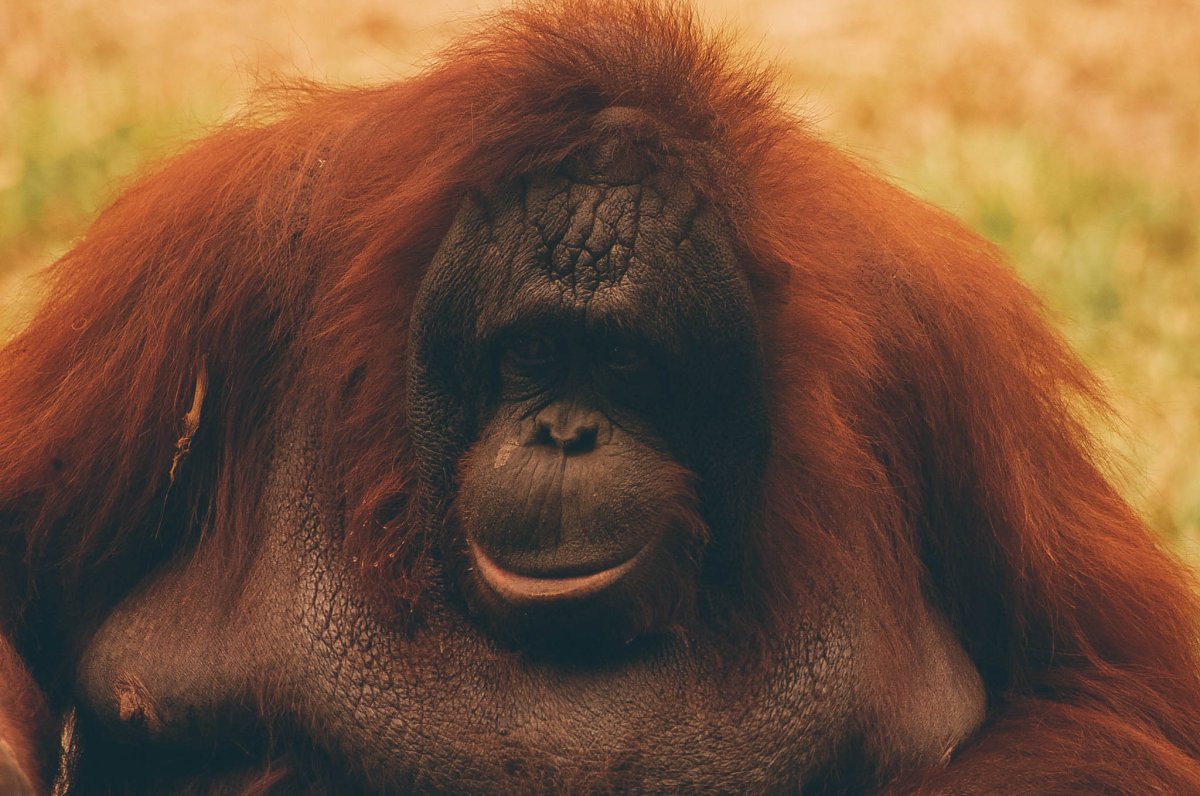 Рыжая горилла