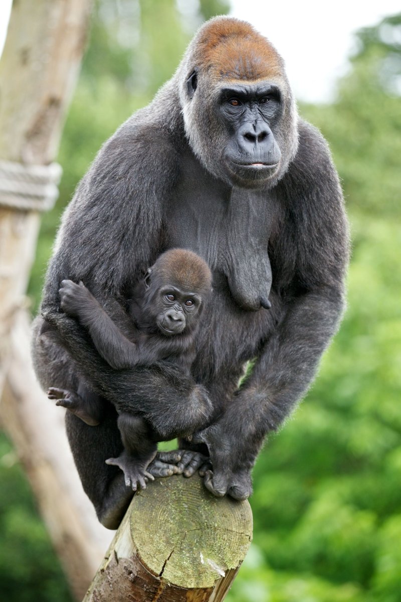 Орангутан и горилла