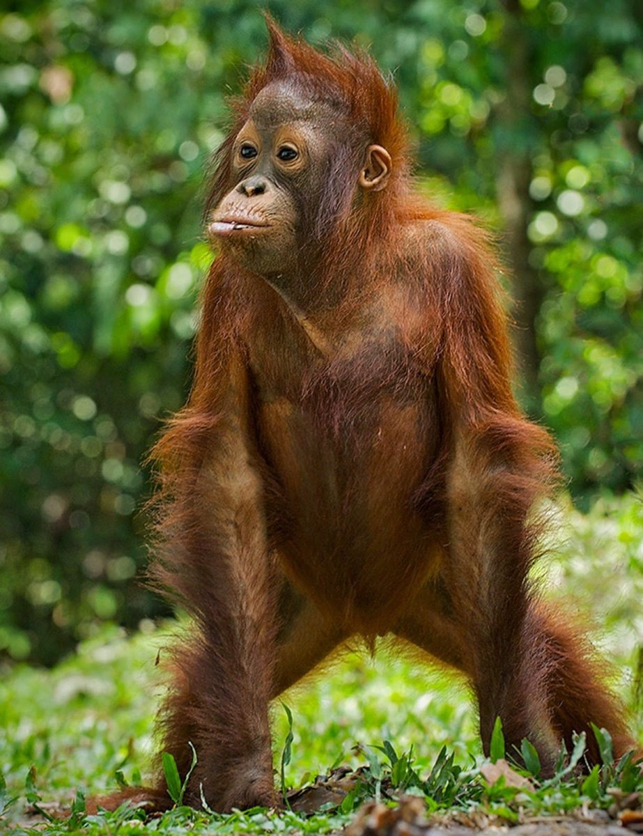 Суматранский орангутанг