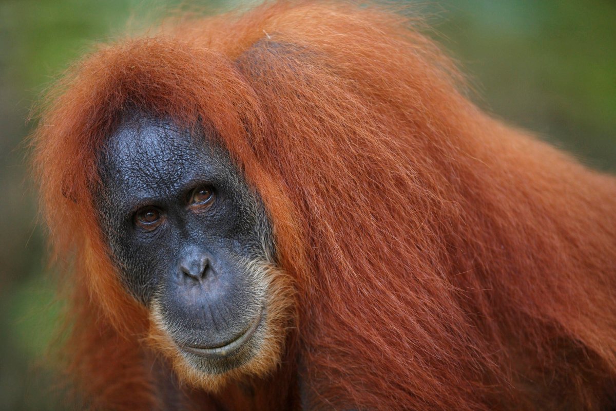 Оранжевая обезьяна