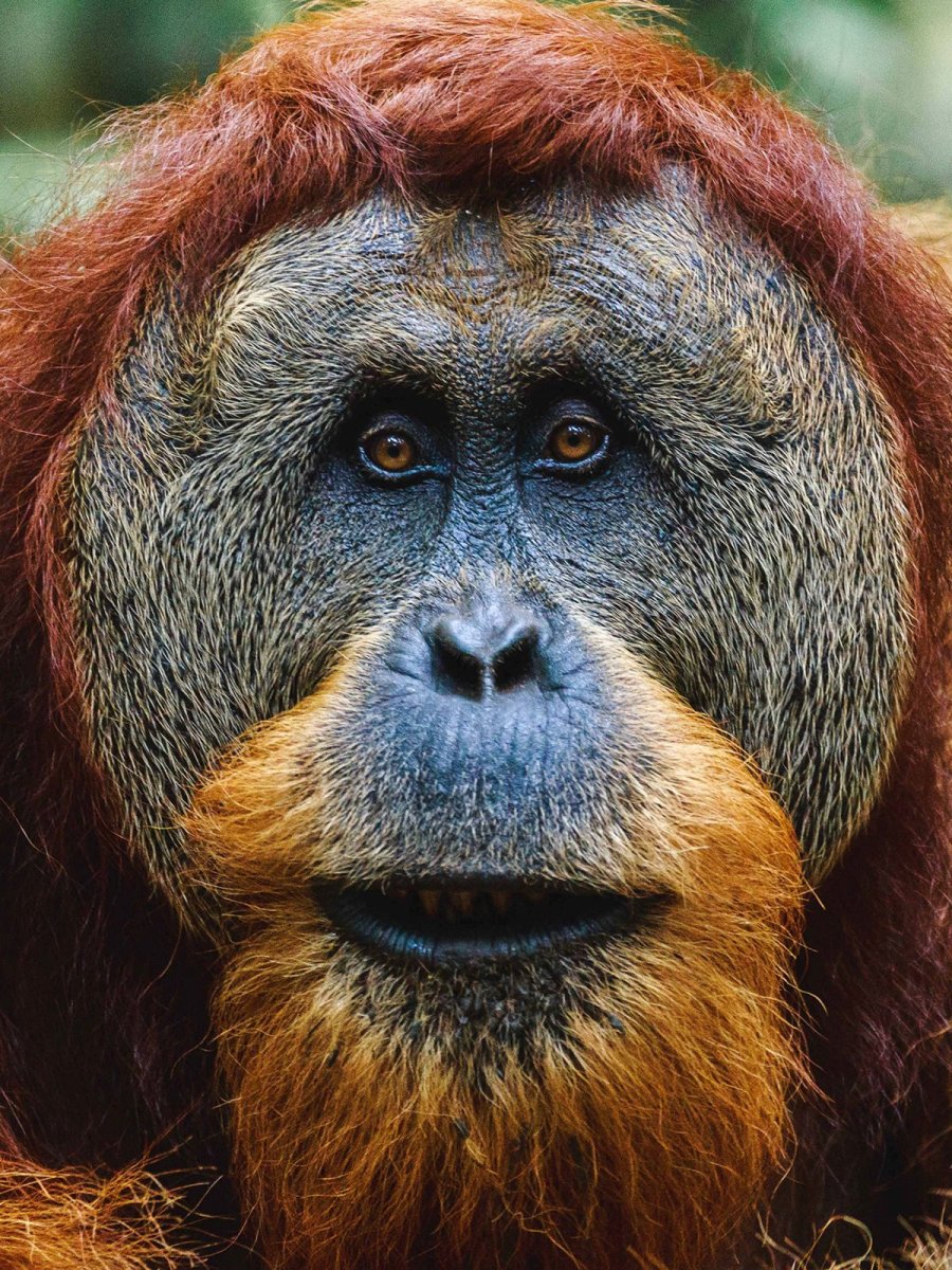 Суматранский орангутан