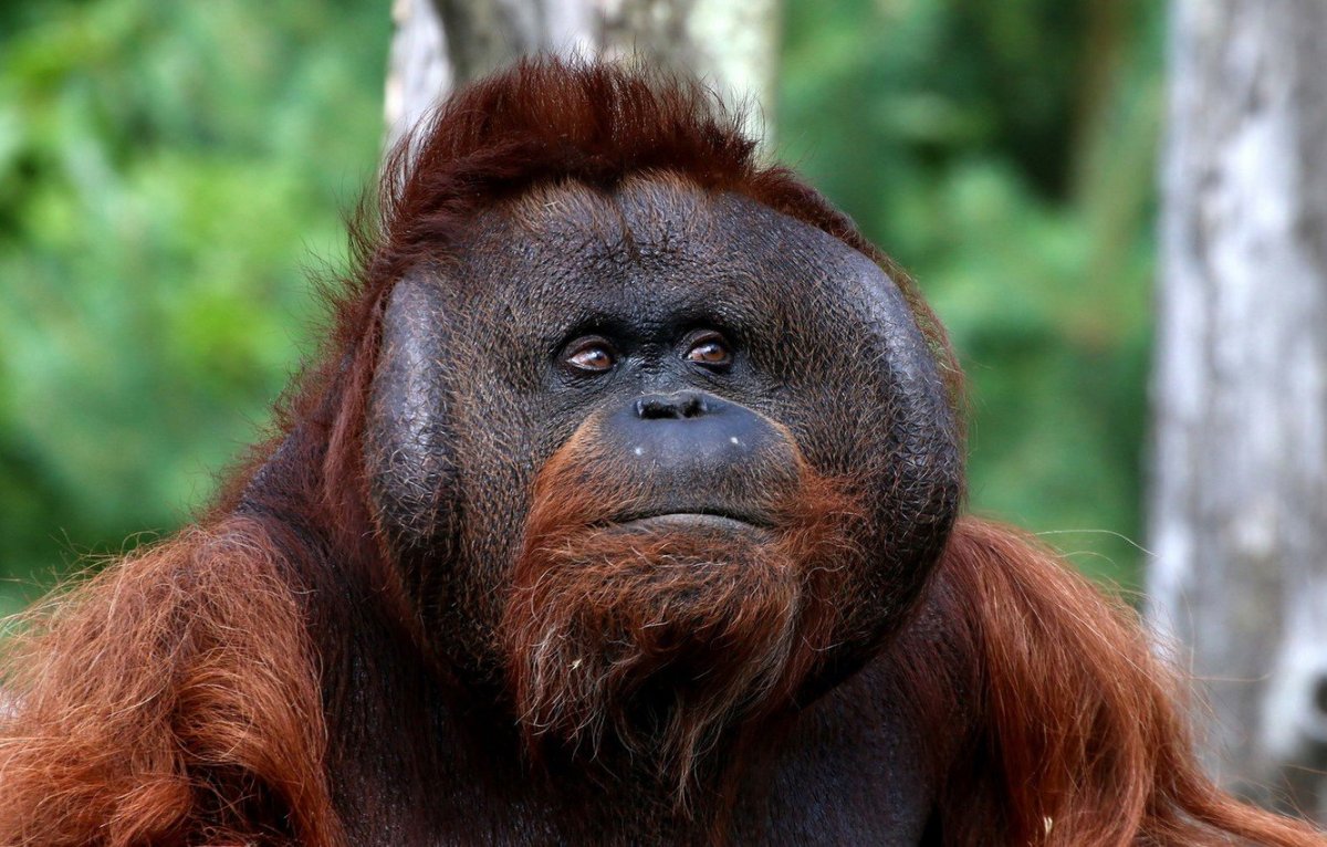 Тапанульский орангутанг