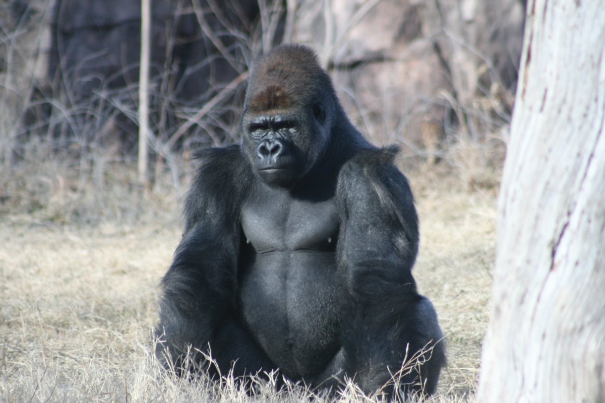 Горилла с прической