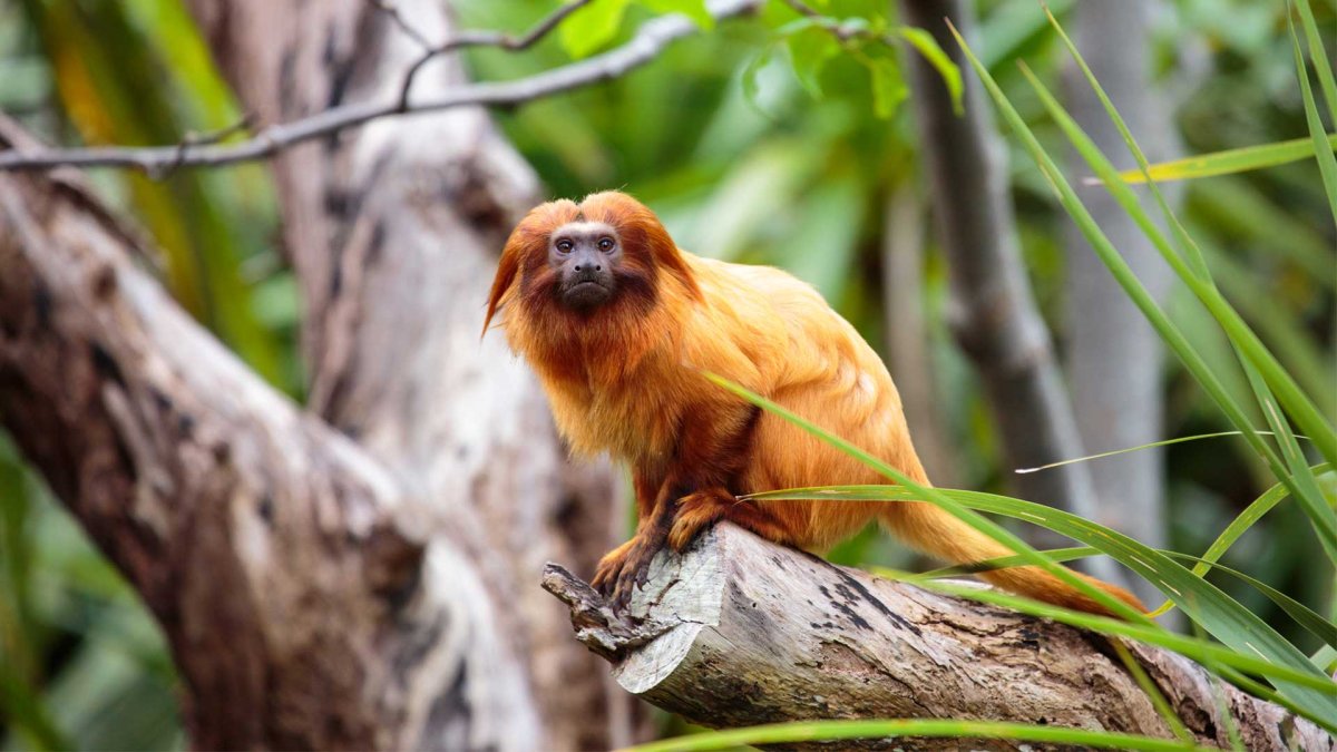 Золотистая игрунка