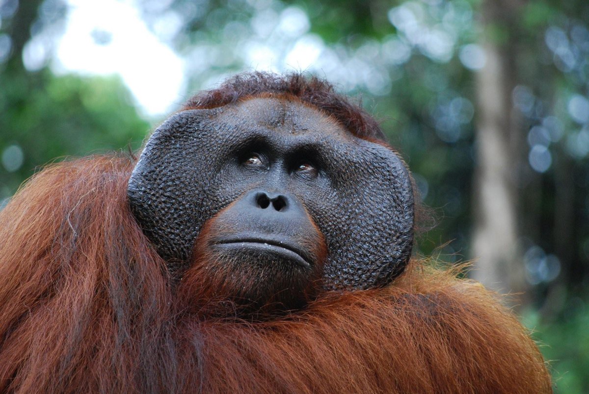 Борнейский орангутанг
