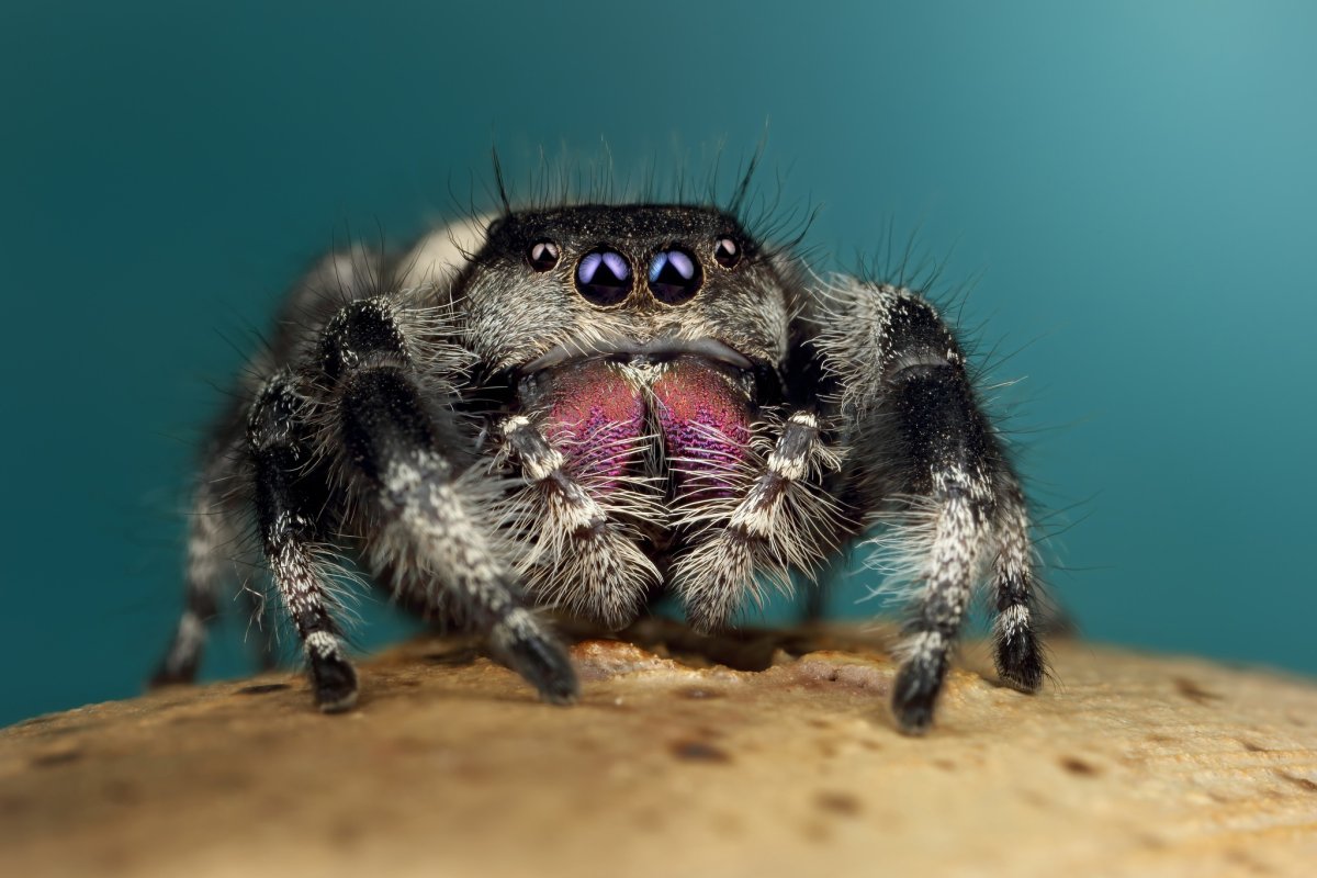 Phidippus Regius