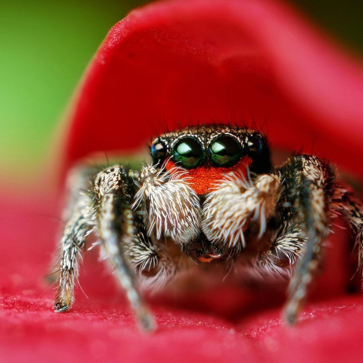 Тарантулы милые