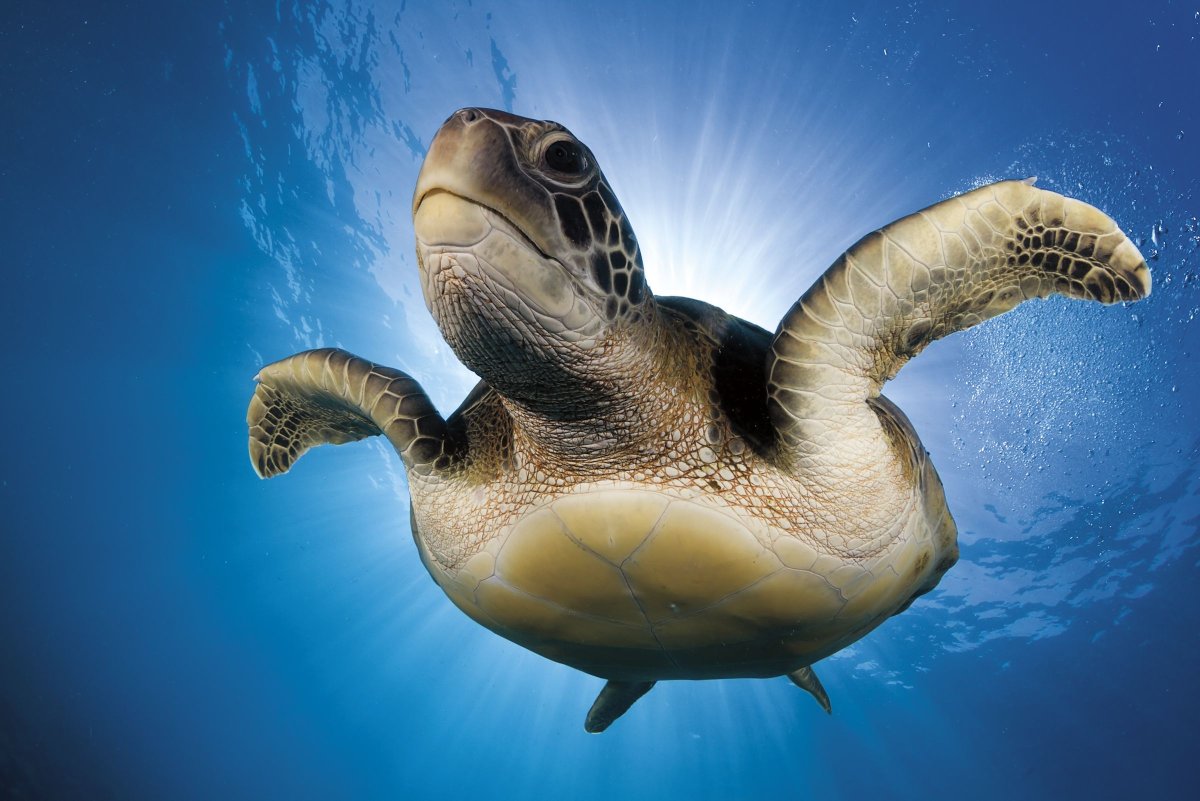 Черепаха плавает