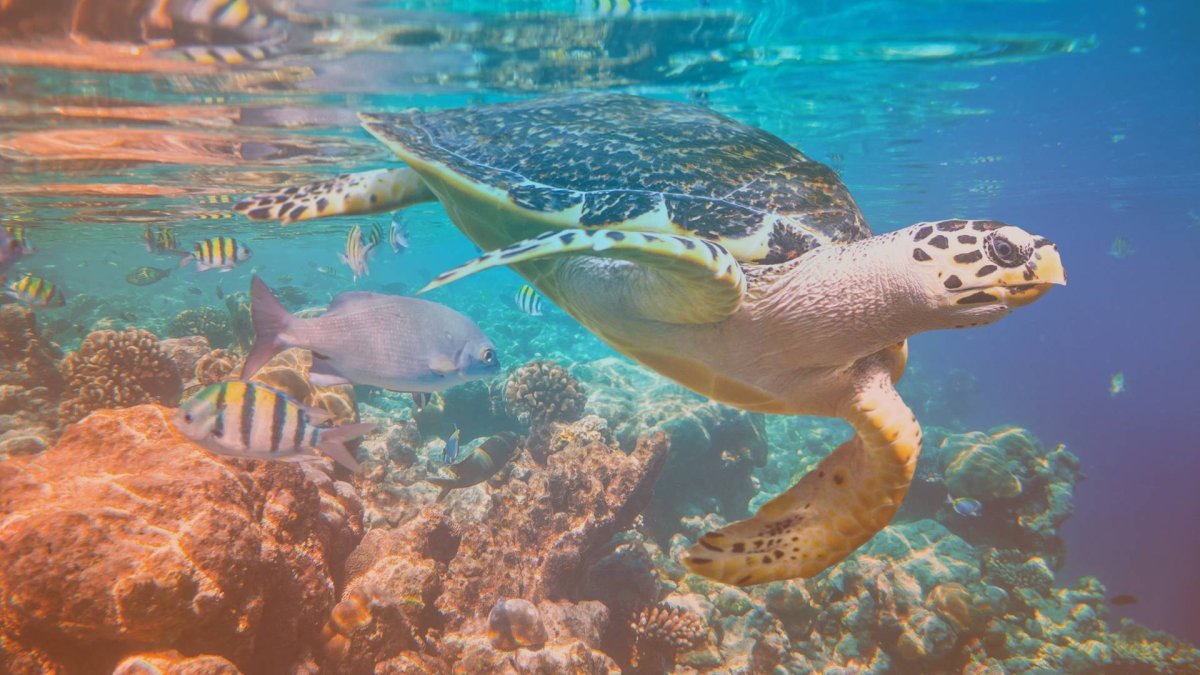 Морские обитатели