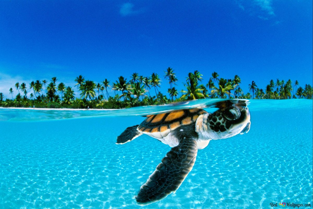 Океан пляж черепахи