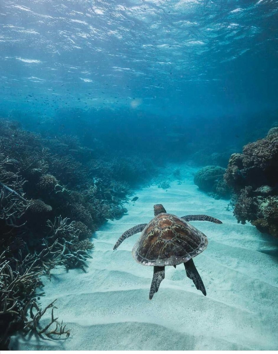 Черепахи индийского океана