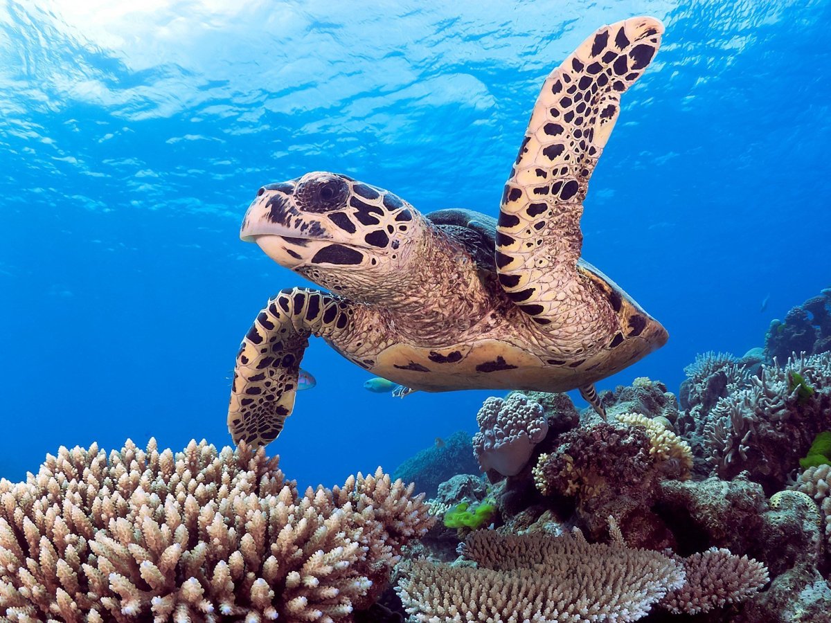 Большой Барьерный риф Австралия подводный мир