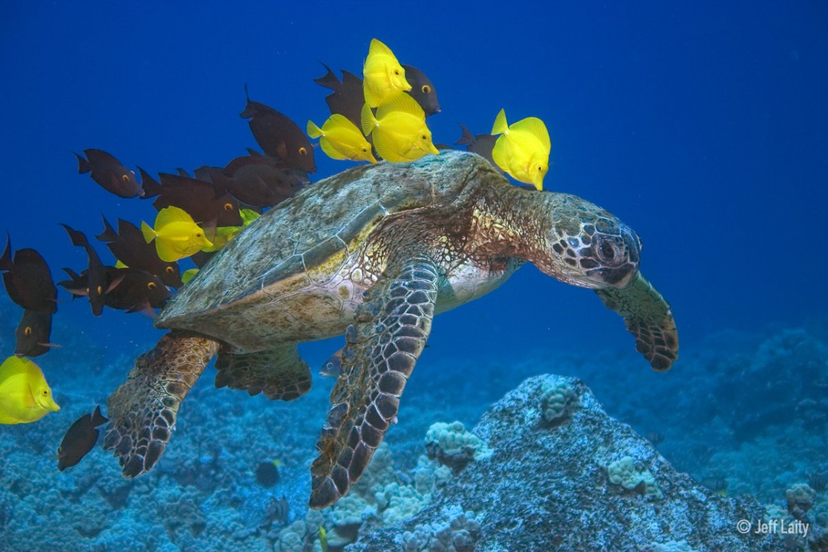 Багамские острова фауна