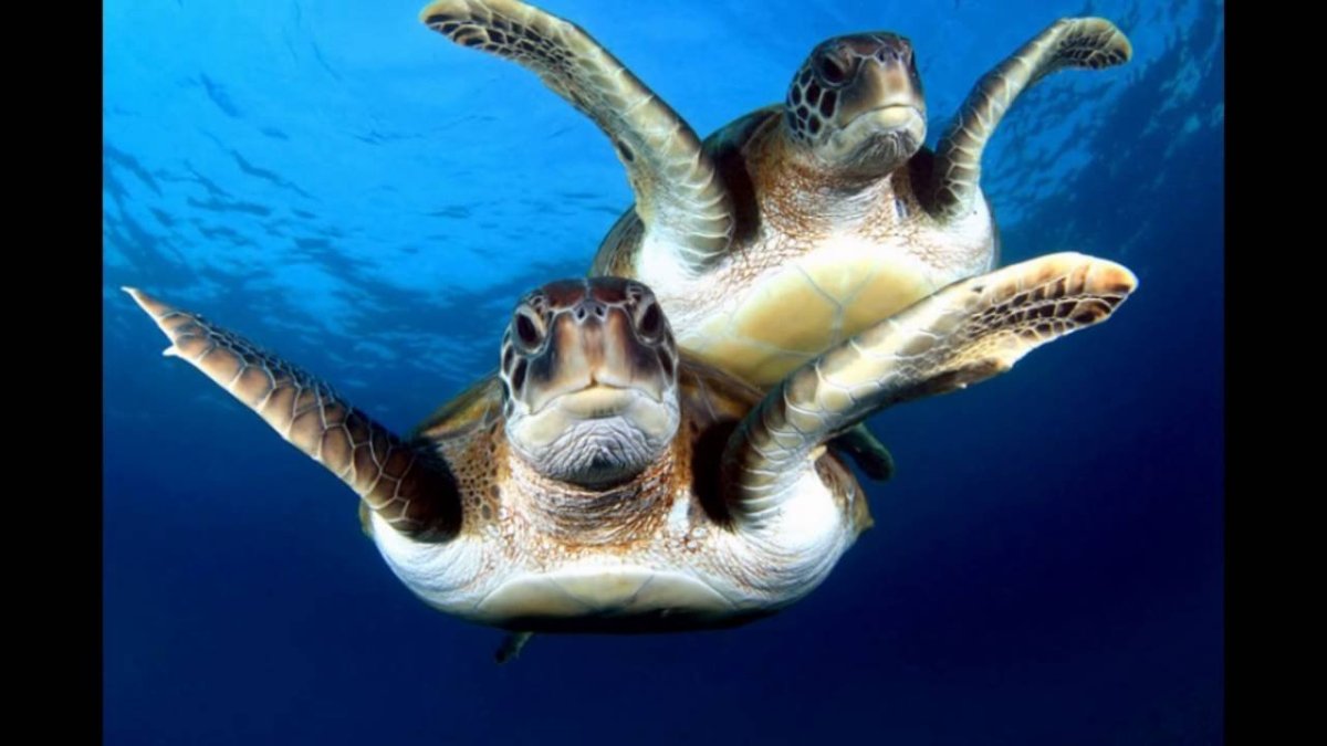 Плавающие животные