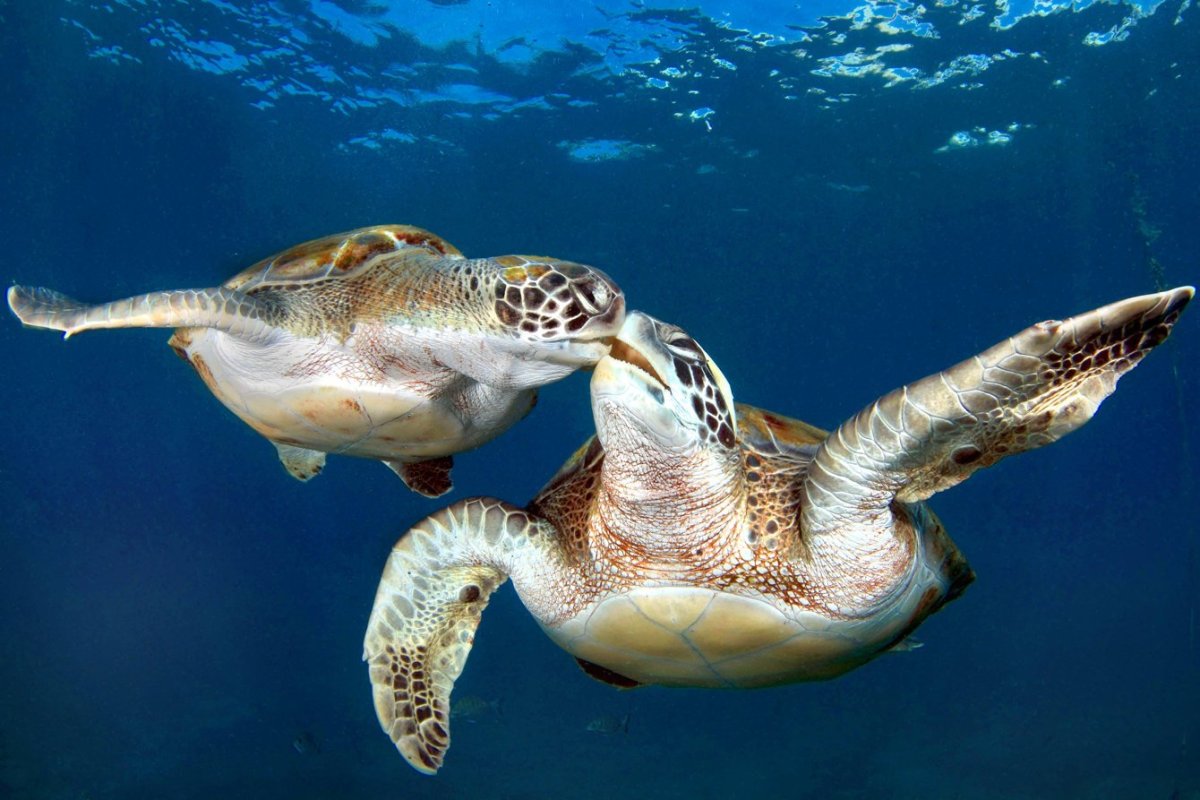Черепахи Атлантического океана