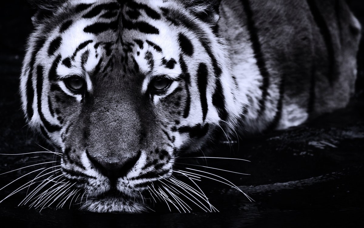 Обои на рабочий стол тигр на черном фоне