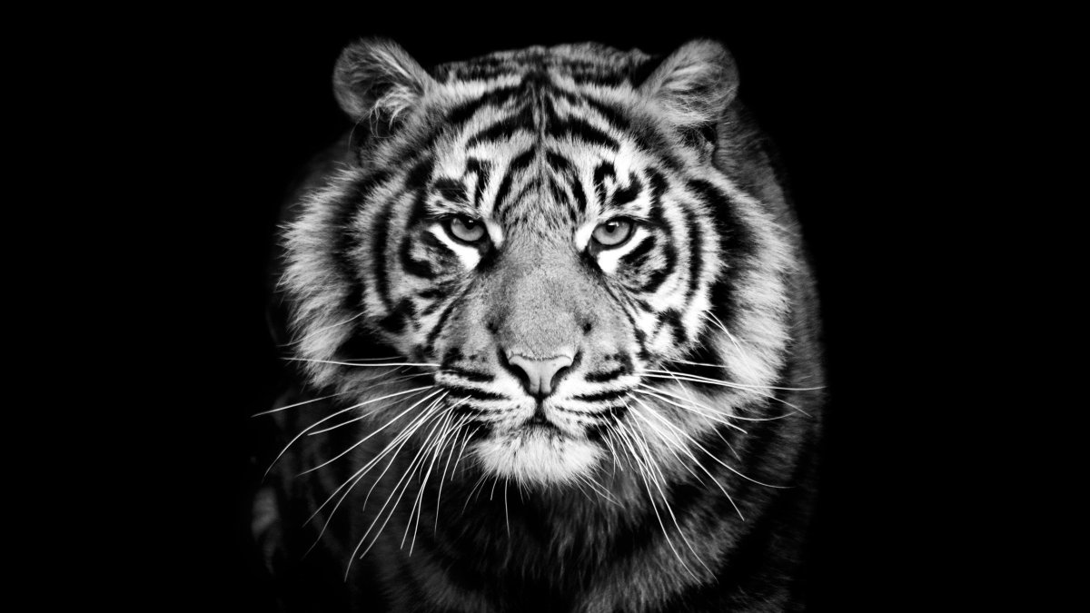 Тигр черно белый