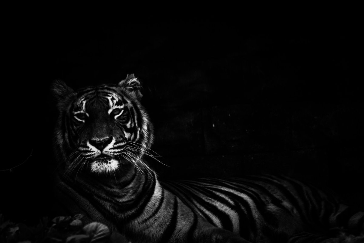 Черный тигр Кишан ярость