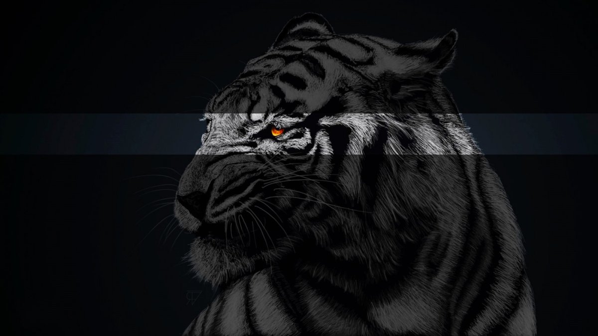 Тигр на черном фоне
