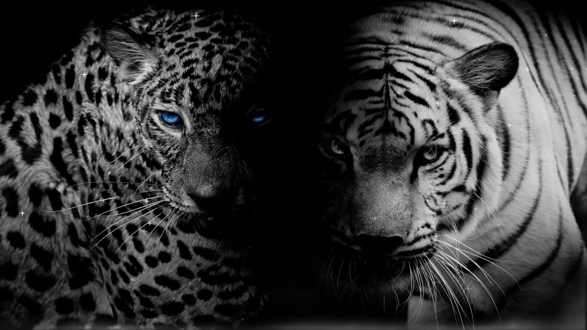 Леопард чб голубые глаза