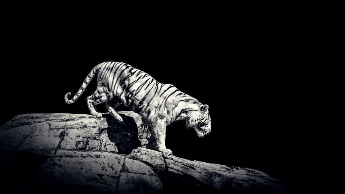 Животные на черном фоне