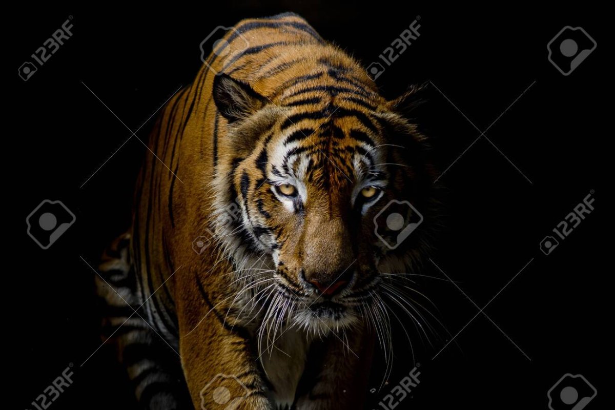 Белый тигр в темноте