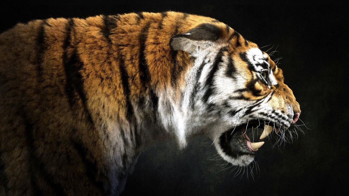 Амурский тигр рычит