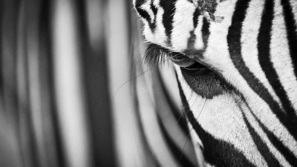 Обои на рабочий стол Зебра