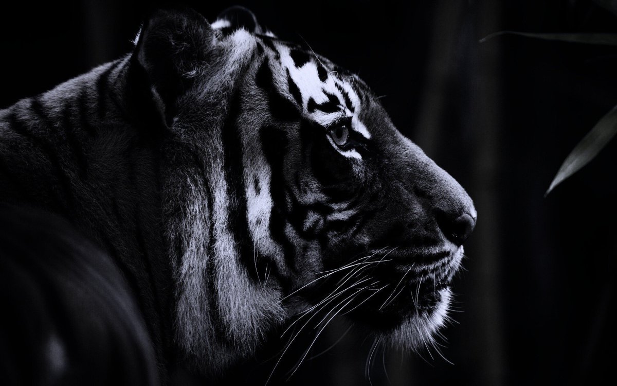 Чёрный тигр животное