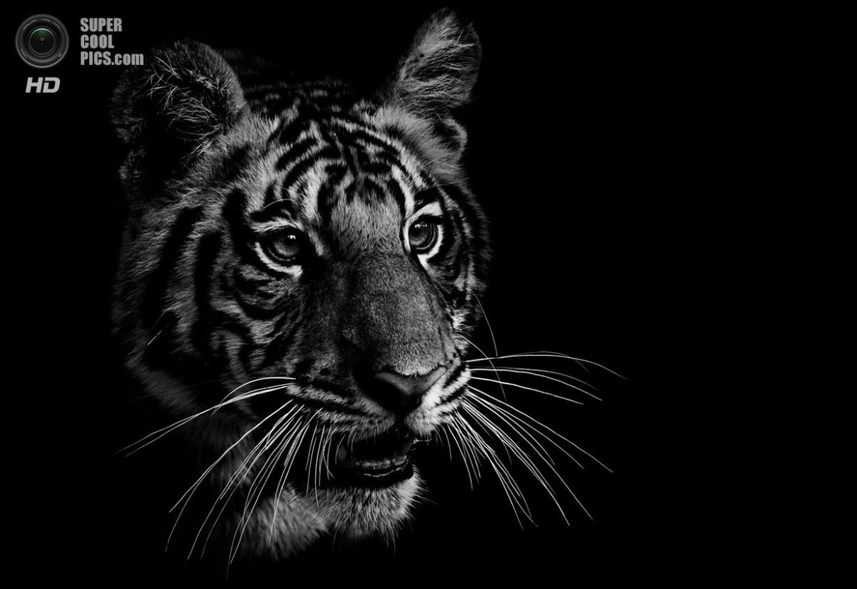 Тигр на черном фоне