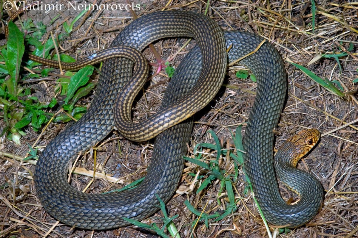 Полоз желтобрюхий змея Ставропольский край