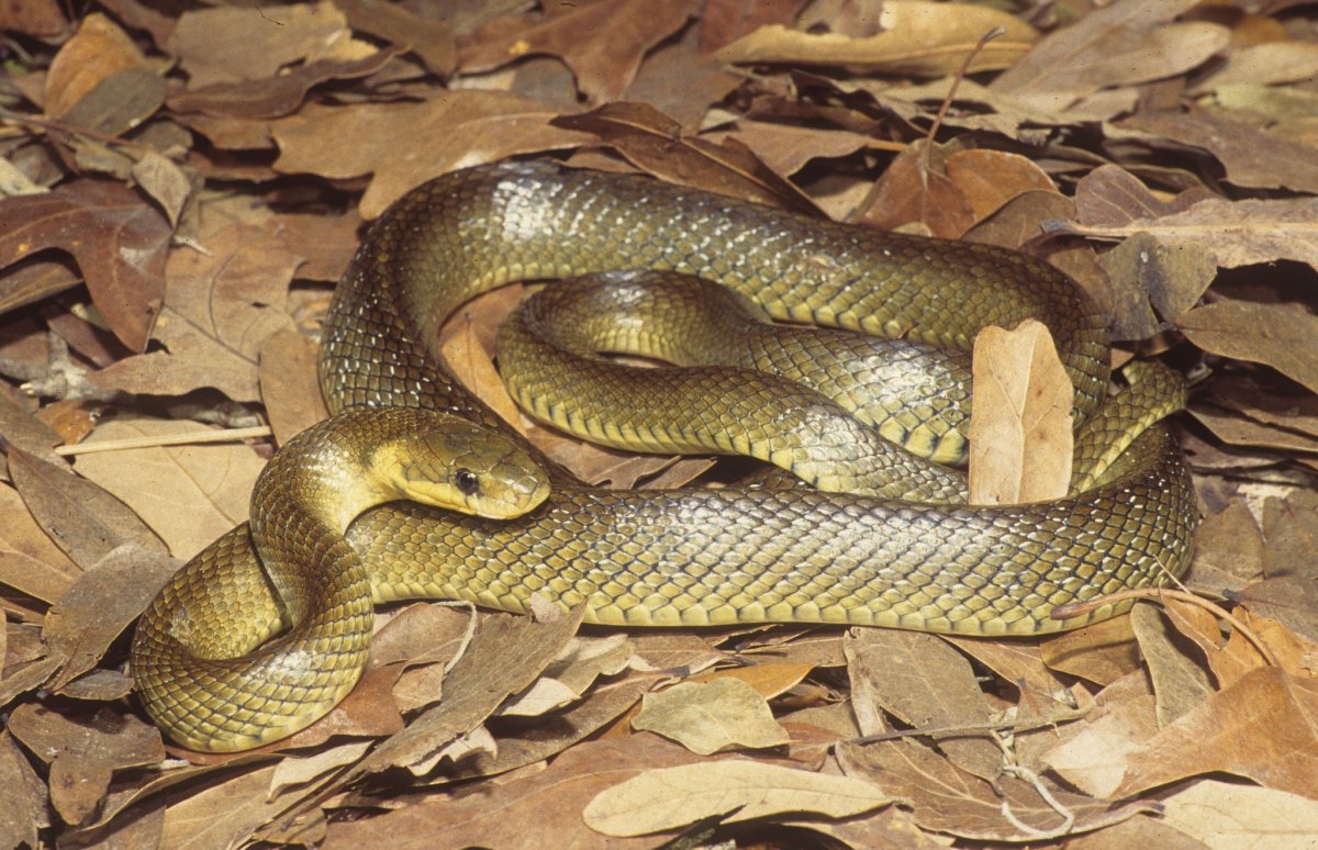 Эскулапов полоз Elaphe longissima