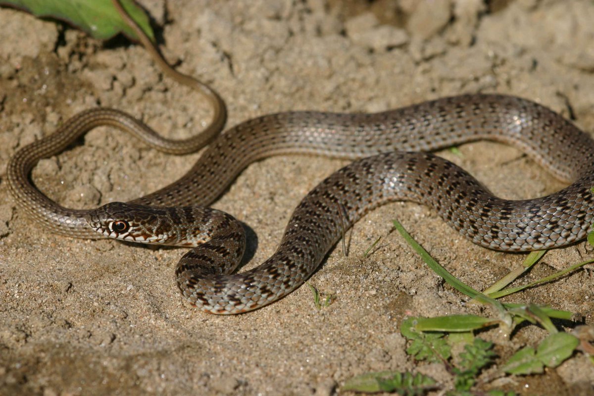 Крымский полоз змея