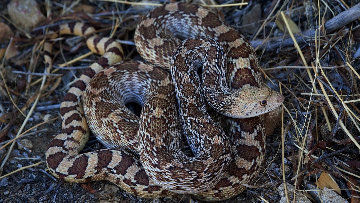 Полоз Меллендорфа