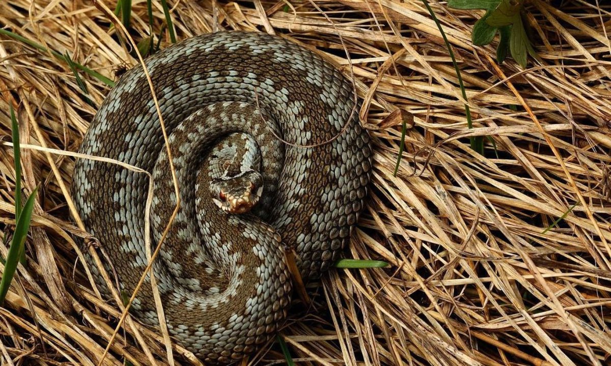 Гадюка Степная Крымская